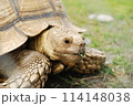 亀 カメ かめ 114148038