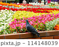 花 フラワー お花 114148039