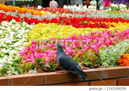 花 フラワー お花 114148039