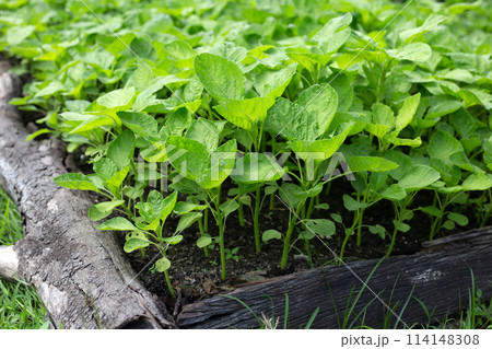 Green amaranth plant in vegetable patch Green amaranth plant in vegetable patch 114148308