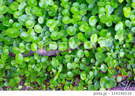 Centella asiatica (gotu kola). Fresh green leaves herb background. Centella asiatica (gotu kola). Fresh green leaves herb background. 114148319