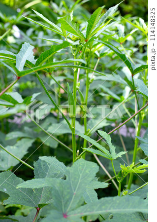 Okra plant in the garden Okra plant in the garden 114148325