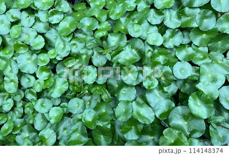 Centella asiatica (gotu kola). Fresh green leaves herb background. 114148374