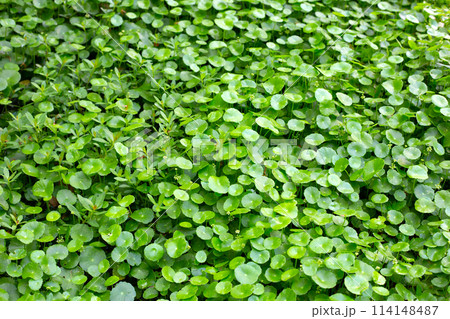 Centella asiatica (gotu kola). Fresh green leaves herb background. Centella asiatica (gotu kola). Fresh green leaves herb background. 114148487