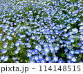 満開の青いネモフィラ畑 114148515