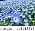 満開の青いネモフィラ畑 114148518