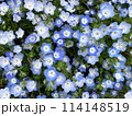 満開の青いネモフィラ畑 114148519