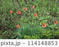 芝生に咲くヒナゲシ 114148853