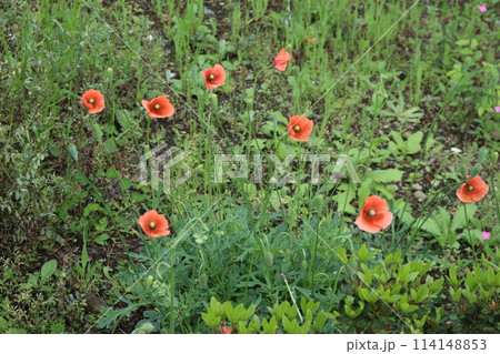 芝生に咲くヒナゲシ 芝生に咲くヒナゲシ 114148853