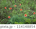 芝生に咲くヒナゲシ 114148854
