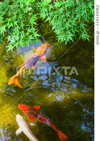 西新井大師　青もみじと美しい境内（東京都足立区） 114148962