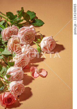 Beautiful pink rose arranged as a range on the left side of photo, natural ingredient for cosmetic, perfume or beauty products with flower scent. Copy space, high angle view photo 114148985
