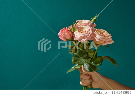 A female beautiful hand holding a bunch of fresh pink rose on the right side of photo over blue background. Front view photo with blank space for text or displaying product extract from rose A female beautiful hand holding a bunch of fresh pink rose on the right side of photo over blue background. Front view photo with blank space for text or displaying product extract from rose 114148993