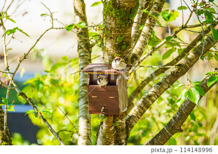 スズメの巣作り 114148996