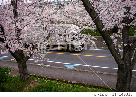 桜並木の横を走るトラック 桜並木の横を走るトラック 114149316