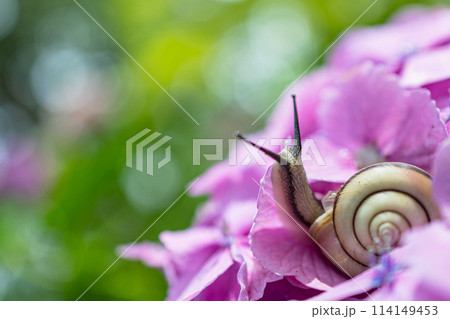 紫陽花の花とかたつむり 114149453