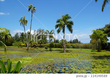ウォーターガーデン バイパヒ、タヒチ島 ウォーターガーデン バイパヒ、タヒチ島 114149589