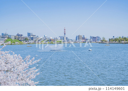 茨城 春の千波湖(水戸市) 茨城 春の千波湖(水戸市) 114149601