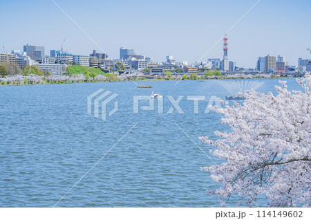 茨城　春の千波湖（水戸市） 114149602