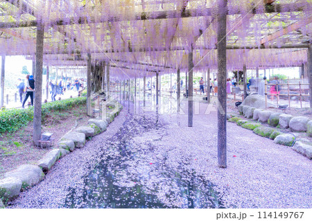 愛知県津島市　天王川公園の藤棚と花筏 114149767