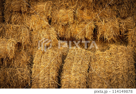 Dry straw bale and agricultural byproducts. stacked yellow straw bales for animal fodder and livestock bedding. Straw bales in sustainable farming. Agricultural byproducts. Agricultural practices. Dry straw bale and agricultural byproducts. stacked yellow straw bales for animal fodder and livestock bedding. Straw bales in sustainable farming. Agricultural byproducts. Agricultural practices. 114149878
