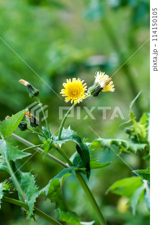 鬼野芥子 鬼野芥子 114150105