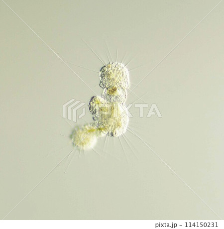 太陽虫の細胞質融合 太陽虫の細胞質融合 114150231
