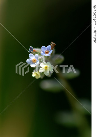 花の色が変化する勿忘草(ミオソティス・ディスカラー:myosotis discolor) 花の色が変化する勿忘草(ミオソティス・ディスカラー:myosotis discolor) 114150246