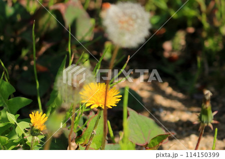 緑の葉が生い茂る公園 緑の葉が生い茂る公園 114150399
