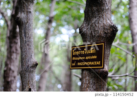 Tree name sign of name label in Thai and English. The sign indicates the name of Rhizophora Apiculata plants in tropical mangrove forest 114150452