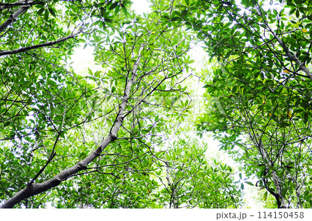 Destination environmental conservation in cock plants or Crabapple mangrove forest with natural sunlight 114150458