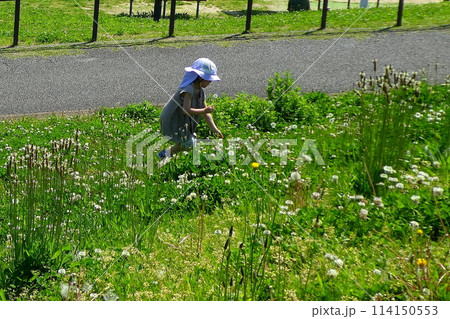 公園の草むらで遊ぶ子供 114150553