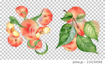 Fresh ripe chines fig peaches and leaves falling in the air watercolor illustration isolated on white. Fruits on a branch tree. Flat peach hand drawn. For package, label skin care, essential oil Fresh ripe chines fig peaches and leaves falling in the air watercolor illustration isolated on white. Fruits on a branch tree. Flat peach hand drawn. For package, label skin care, essential oil 114150566
