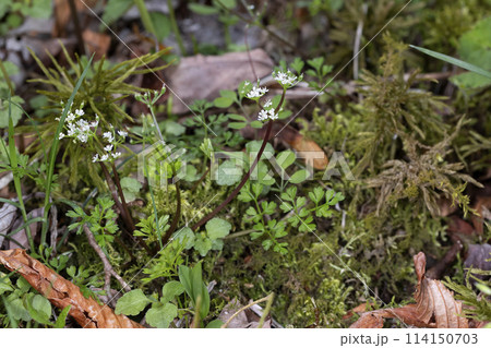 セントウソウ 114150703