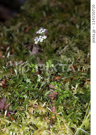 セントウソウ 114150710