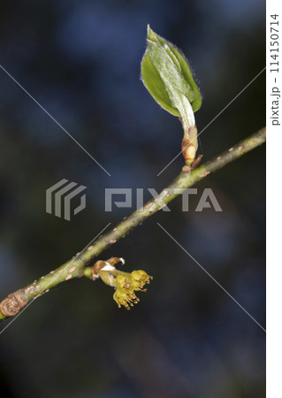 ダンコウバイ 114150714