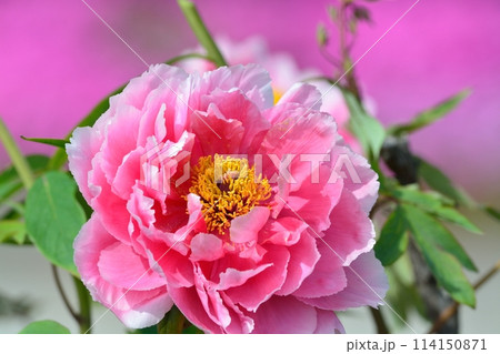 ボタンの花 ボタンの花 114150871
