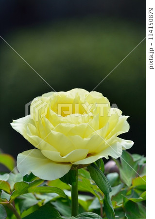 ボタンの花 ボタンの花 114150879