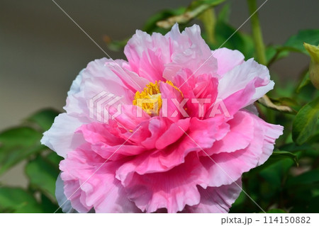 ボタンの花 ボタンの花 114150882