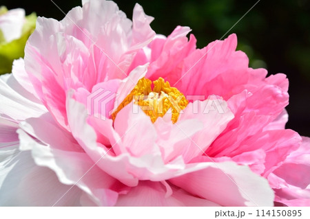 ボタンの花 ボタンの花 114150895