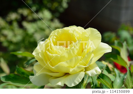 ボタンの花 114150899