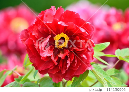 ボタンの花 114150903