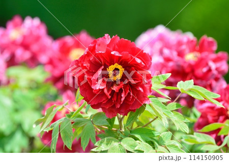 ボタンの花 ボタンの花 114150905
