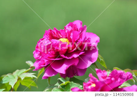ボタンの花 114150908