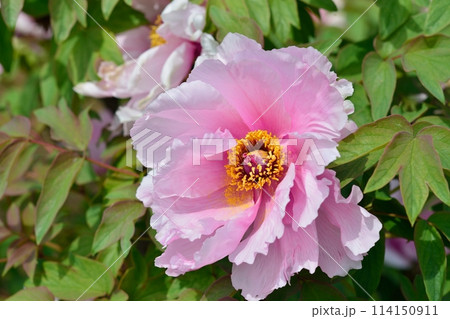 ボタンの花 114150911