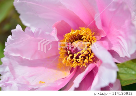 ボタンの花 114150912