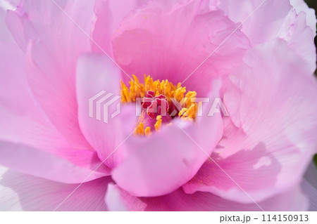 ボタンの花 ボタンの花 114150913