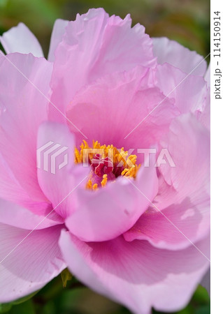 ボタンの花 114150914