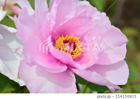 ボタンの花 114150915