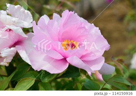 ボタンの花 114150916